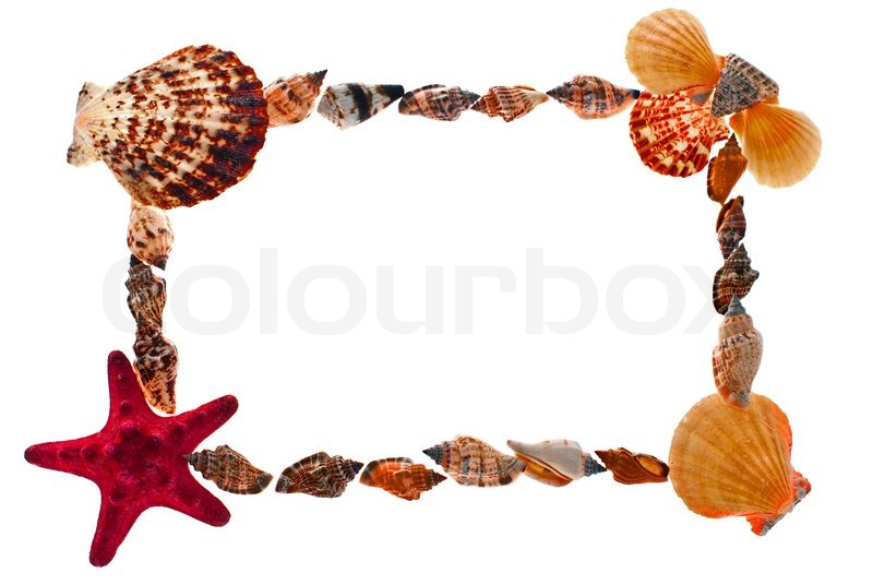 800x536 Frame Of Sea Shells Stock Photo Colourbox