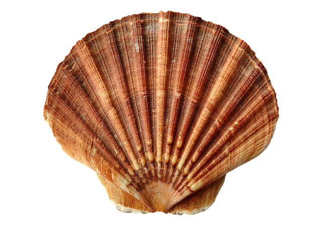 640x451 Free Photo Clam Ocean Sand Sea Shell Sea Shells Beach
