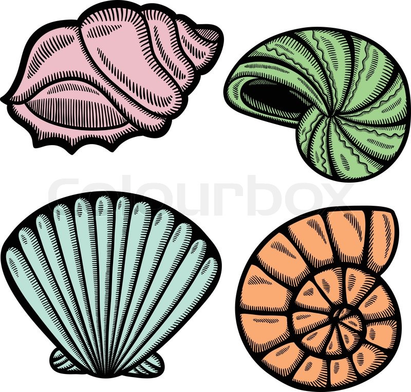 800x762 Graphics For Sea Shell Graphics