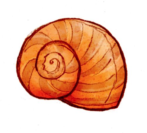 500x452 29 Best Pinecone And Shell Drawings Images Shells