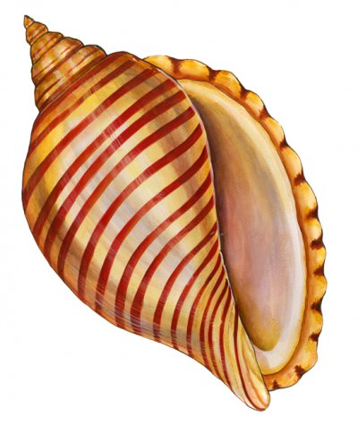 400x475 Sea Shells