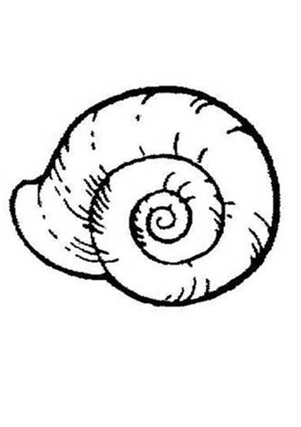 600x850 Seashell Coloring Pages