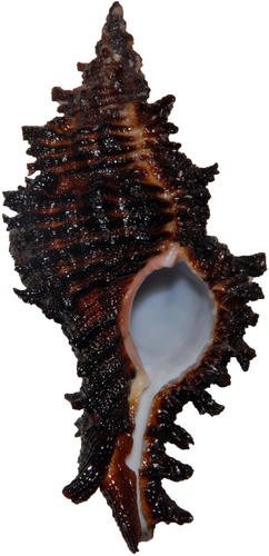 242x500 97 Best Seashells Images Florida, Nature And Minerals