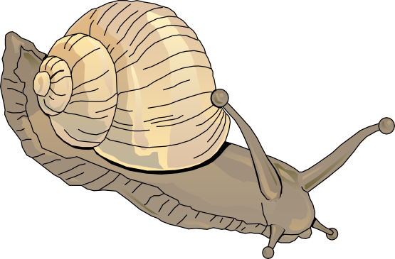 555x365 Realistic Clipart Snail