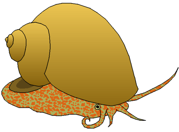 600x443 Sea Snail Clipart, Explore Pictures