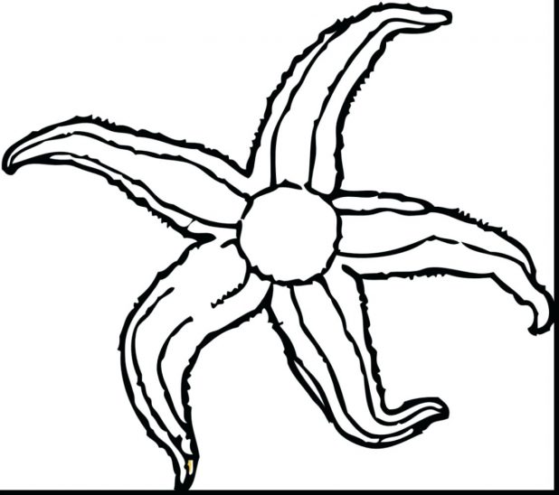 618x548 Catfish Coloring Page Animal Pages Sea Animals Free Printable