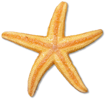 347x328 Starfish Cute Of A Sea Star Clipart