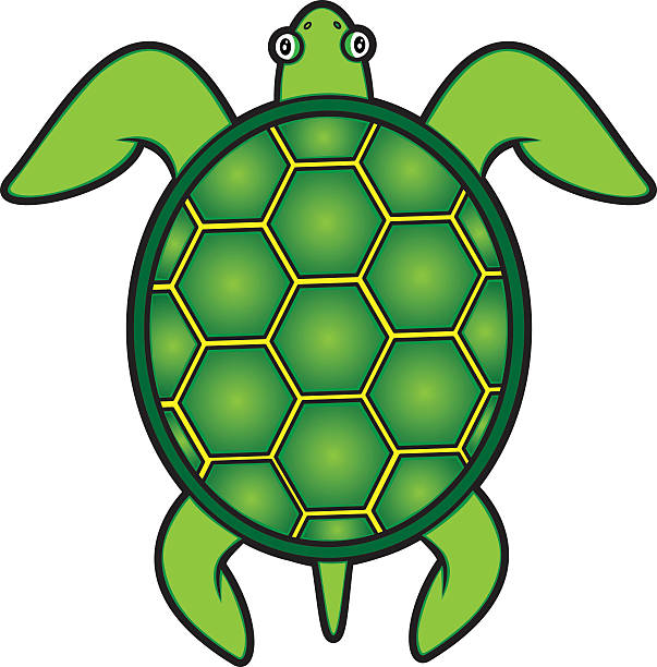 603x612 Turtle Clipart Sea Plant