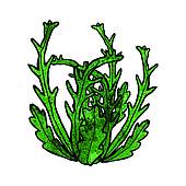 170x170 Seaweed Clip Art