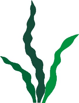 270x350 Seaweed Clipart