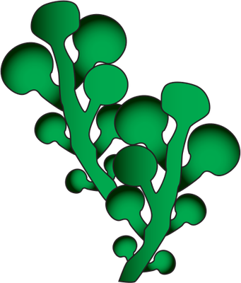 341x400 Seaweed Clipart Single