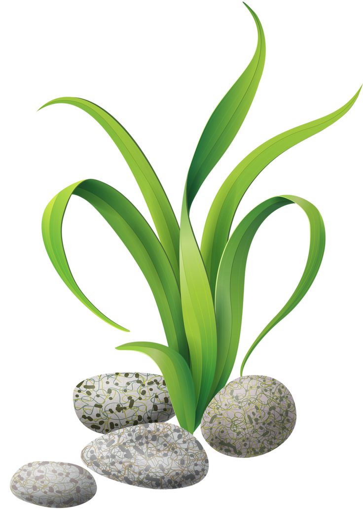 736x1035 Seaweed Sea Animals Images On Animals Clip Clipart