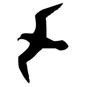 300x300 Seagull 9i4l7kxxt Clip Art