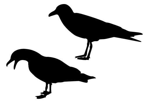 500x350 Seagull Silhouette Vector Free Download Get Png, Jpeg, Eps Files