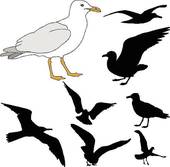 170x167 Seagulls Clip Art