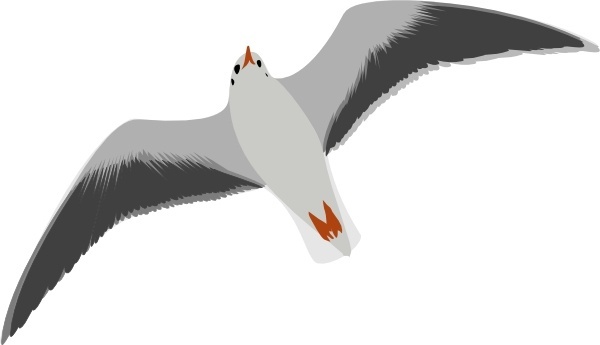 600x345 Vector Seagull For Free Download About (19) Vector Seagull. Sort