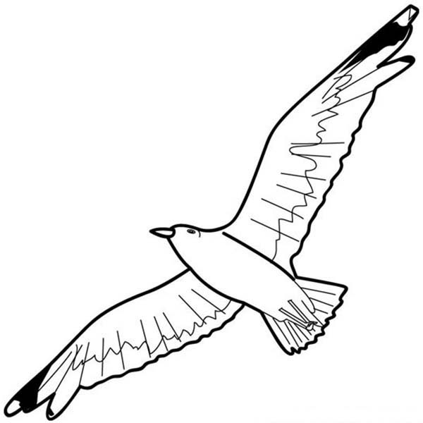 600x600 Seagull Floating In The Sky Coloring Page