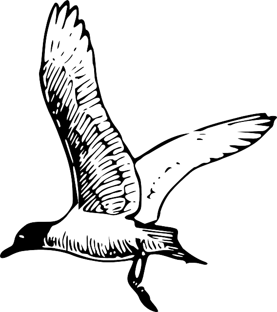 568x640 Animals, Outline, Birds, Bird, Gull, Animal, Franklin