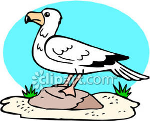 300x243 Seagulls On Rocks Clip Art Cliparts