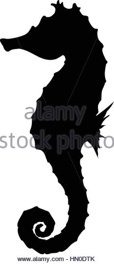 233x540 Seahorse Black Background Stock Photos Amp Seahorse Black Background