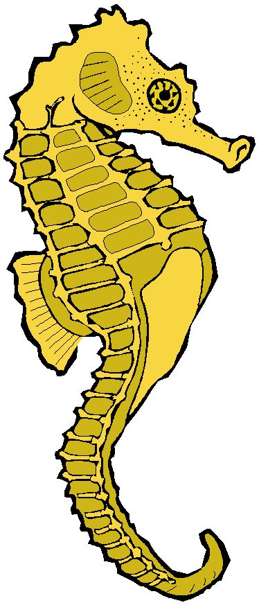 374x873 Free Seahorse Clipart 1 Page Of Clip Art