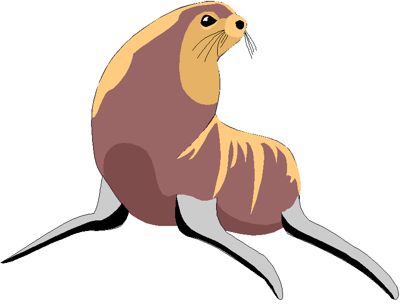 800x600 Sea Lion Clipart Drawing