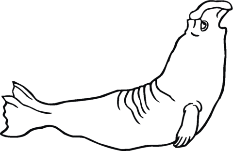 480x312 Elephant Seal Coloring Page Free Printable Coloring Pages