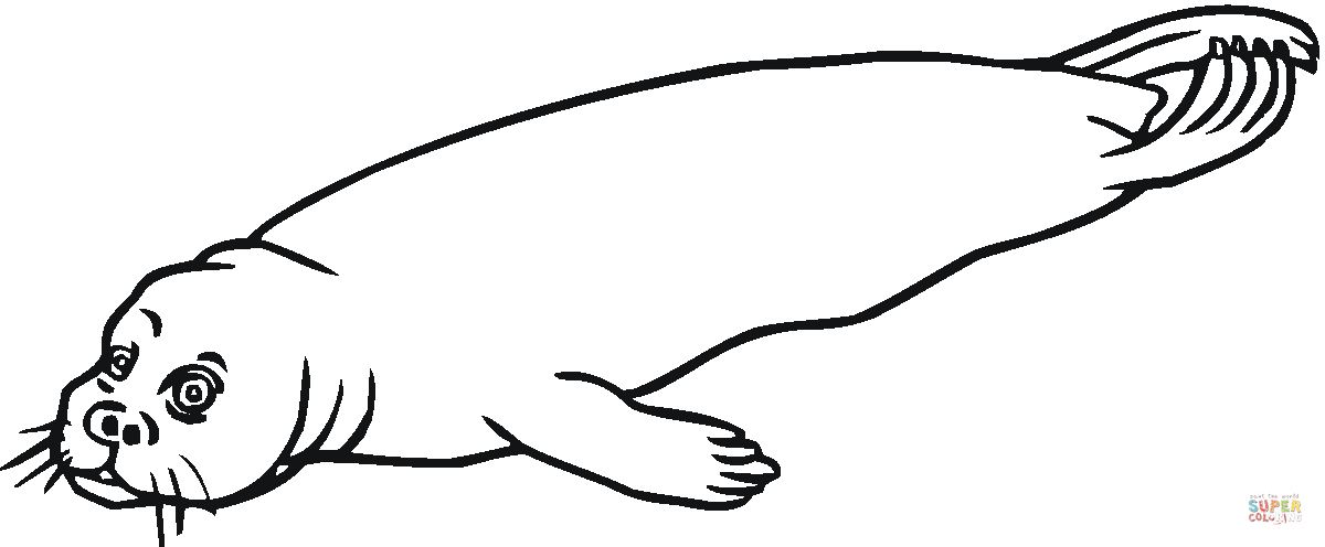 1200x496 Leopard Seal Coloring Pages Download And Print For Free