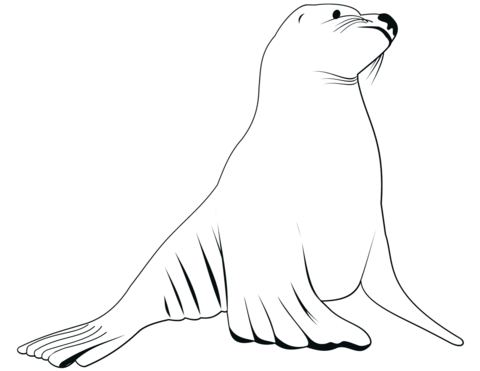 480x371 Sea Lions Coloring Pages Free Coloring Pages