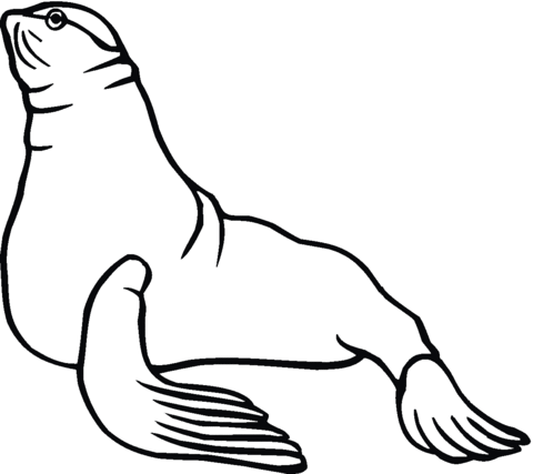 480x427 Seal 4 Coloring Page Free Printable Coloring Pages