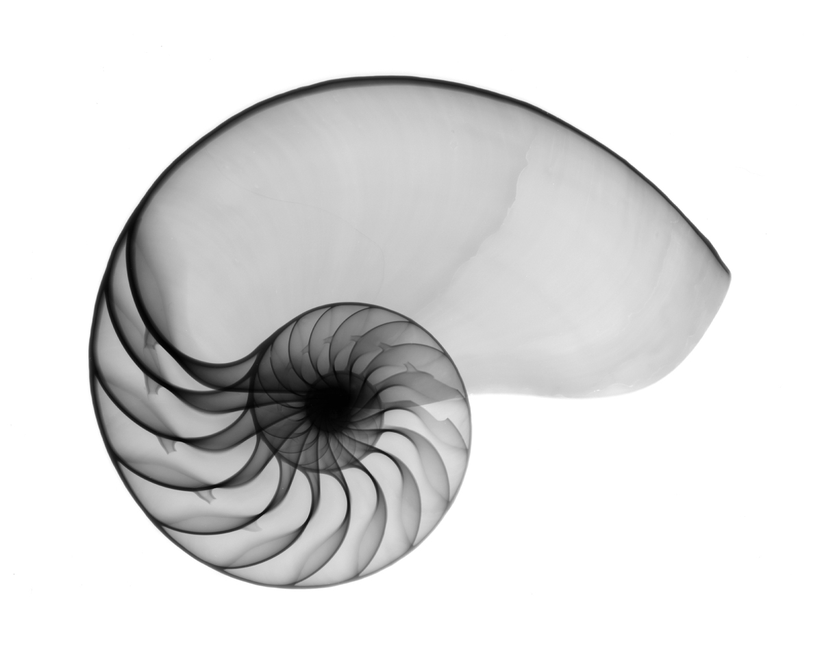 1200x942 Incredible X Ray Images Of Seashells And Fossils Captured By