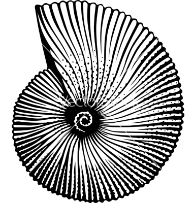 380x400 Seashell Vector Clipart