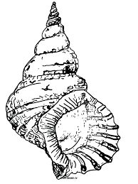 194x259 Color In This Drawing A Conch Shell The Big Spiral Shell