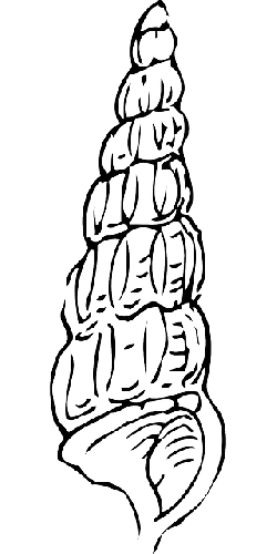 250x500 Free Pictures Seashell