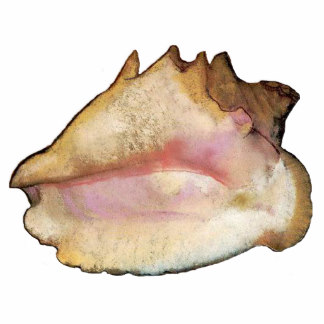 324x324 Seashell Photo Statuettes, Cutouts Amp Sculptures Zazzle