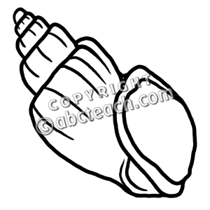 300x300 Clip Art Seashells Nutmeg Clipart Panda