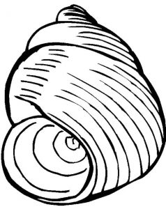 238x300 Seashell Coloring Pages Pattern