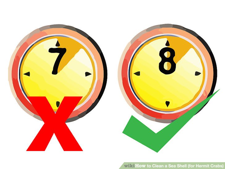 728x546 How To Clean A Sea Shell (For Hermit Crabs) 13 Steps