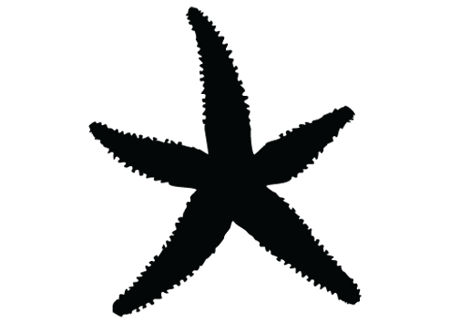 494x355 Graphics For Starfish Silhouette Graphics