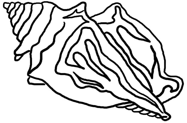624x411 Shell Clipart Conk