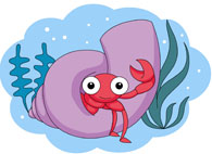 195x142 Search Results For Shell Seashell Sea Shell