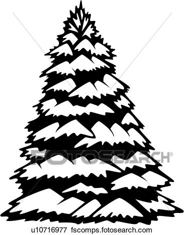 368x470 Clip Art Of , Seasons, Tree, Varieties, White Spruce, Winter