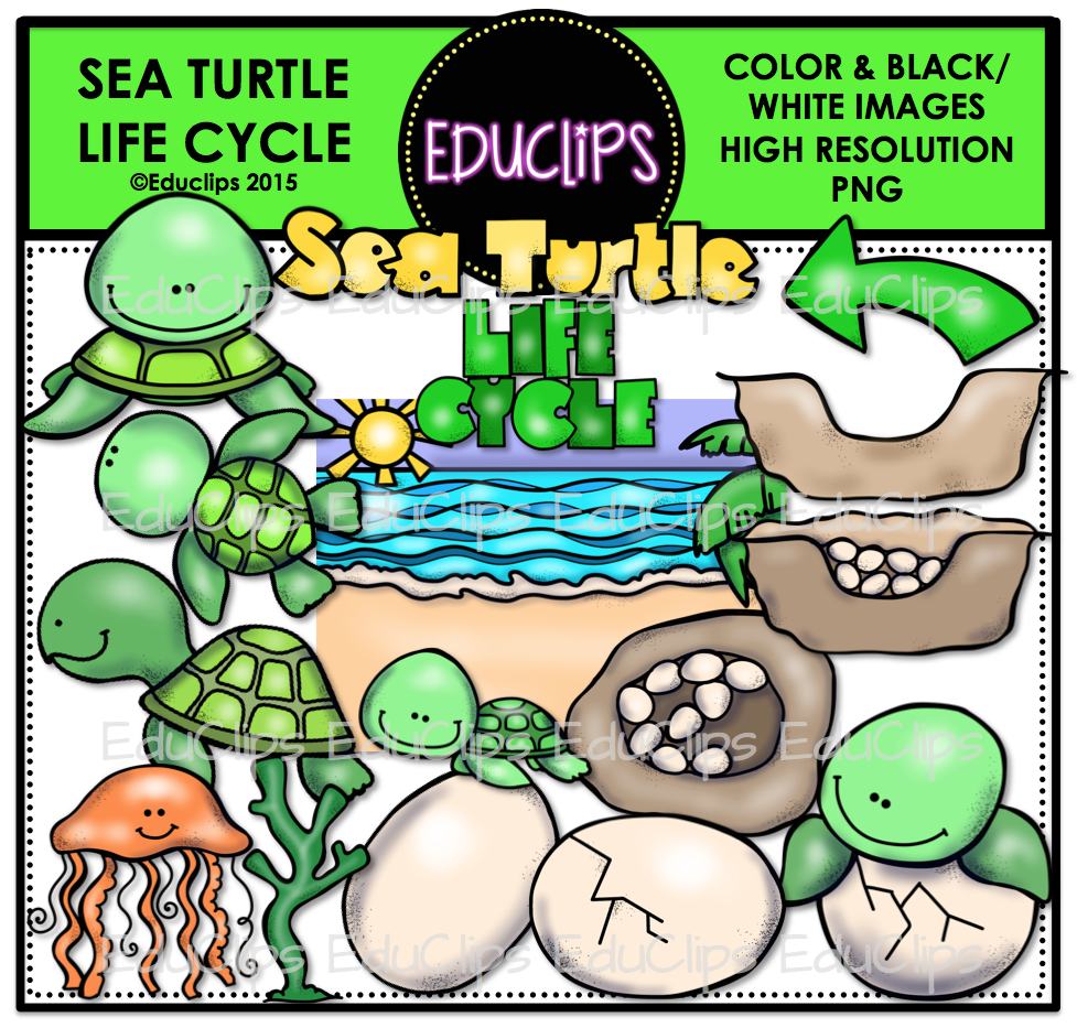 977x933 Sea Turtle Life Cycle Clip Art Bundle (Color And Bampw)