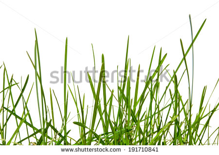 450x319 Seaweed Clipart