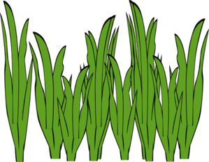 299x231 Seaweed Clipart