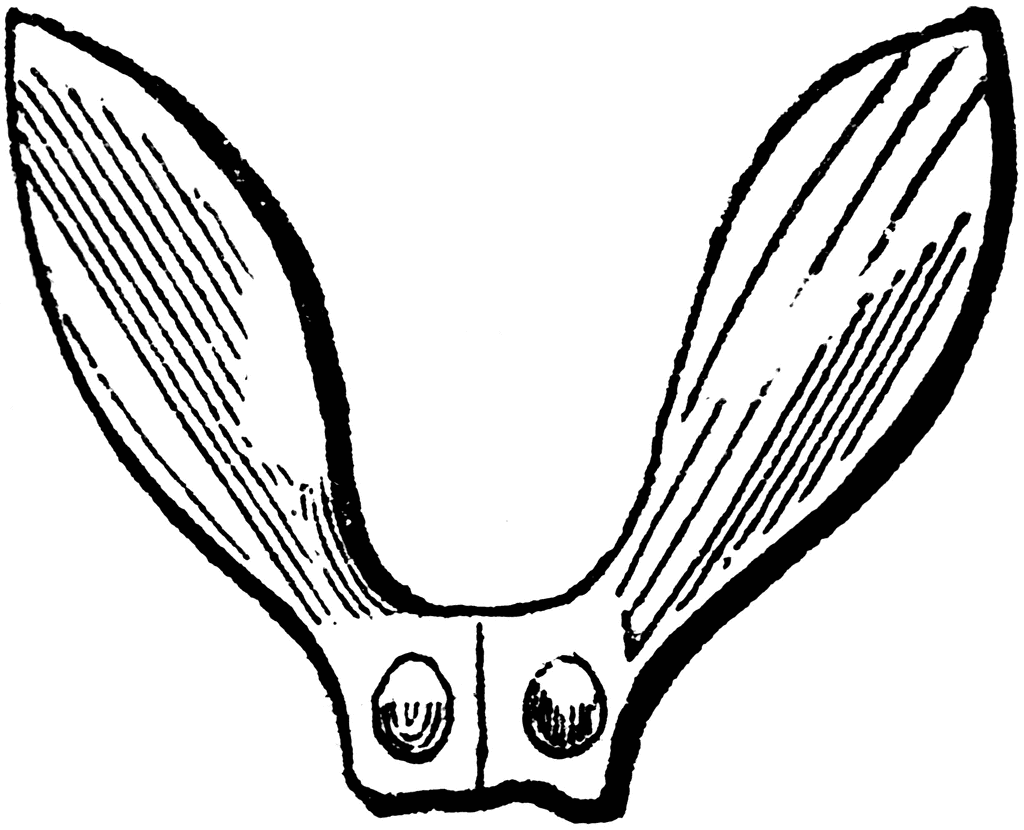 1024x830 Maple Seed Clipart Etc