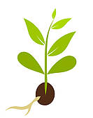 133x170 Plant Seeds Clip Art