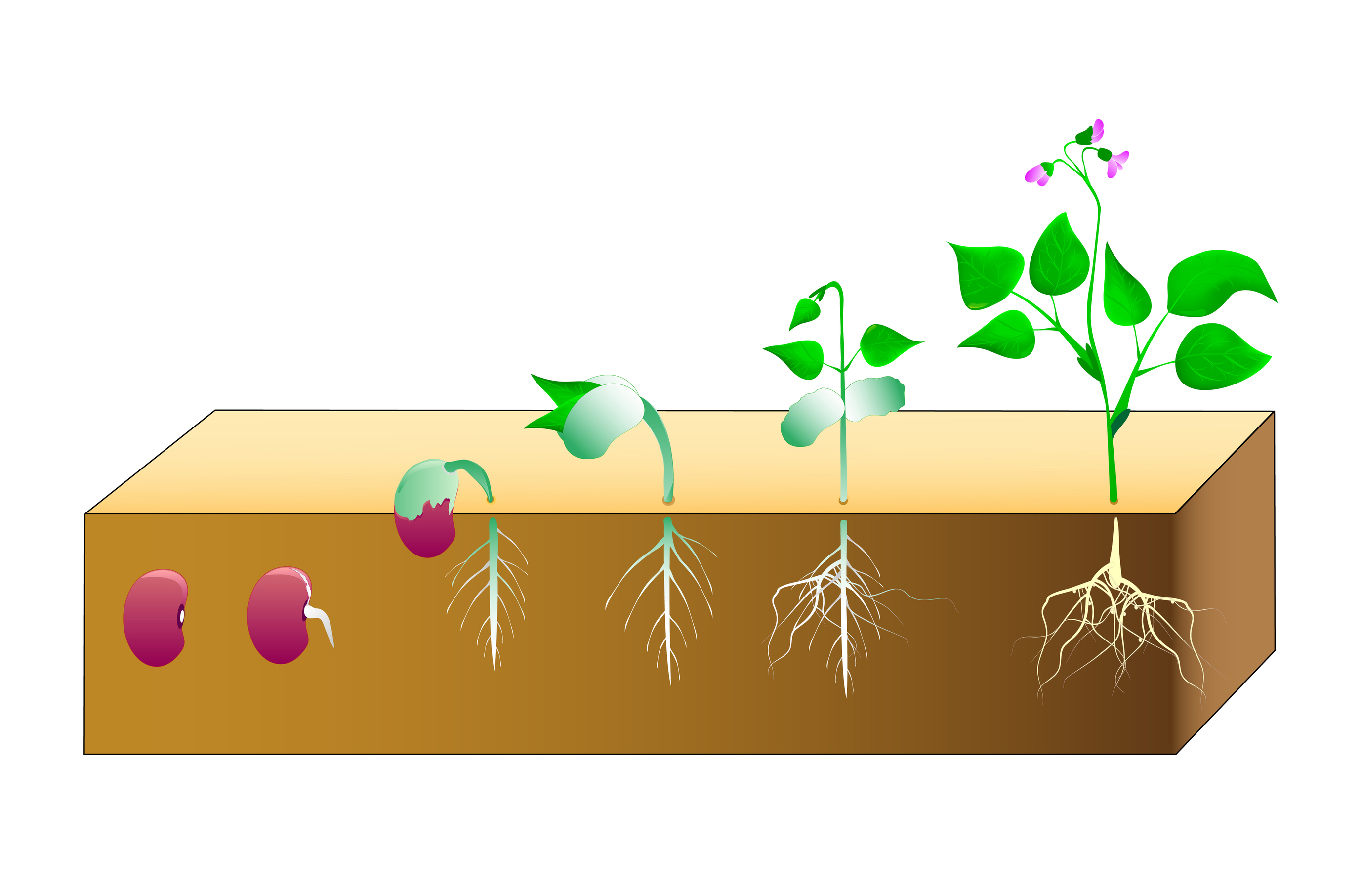2755x1813 Seed Clipart Plant Life Cycle