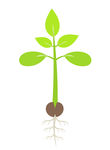110x150 Plant Seedling Clip Art Vector Clipart Panda