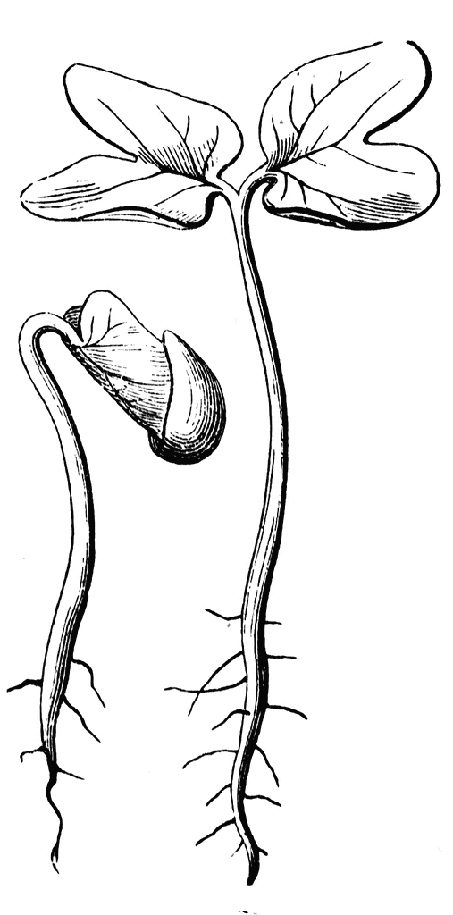 507x1024 Seedling Clipart Etc